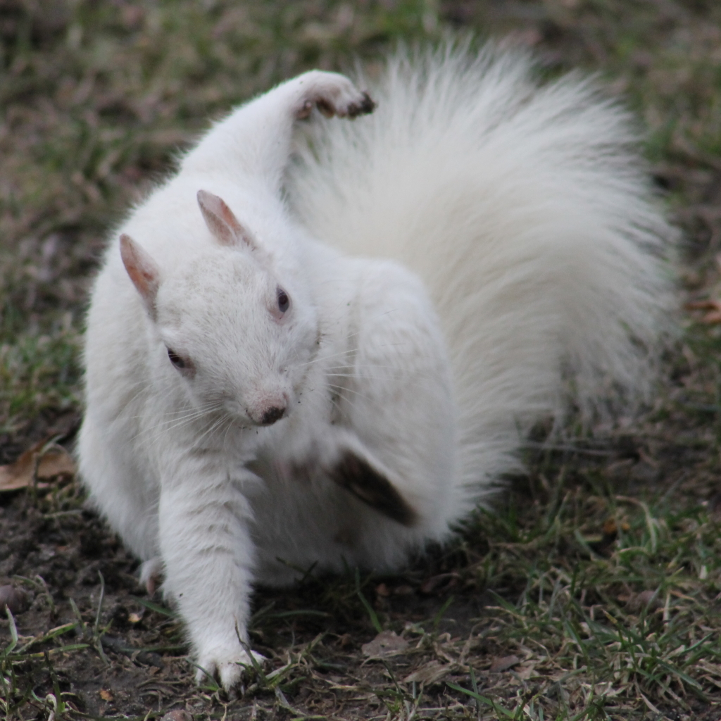 rare white squirrel