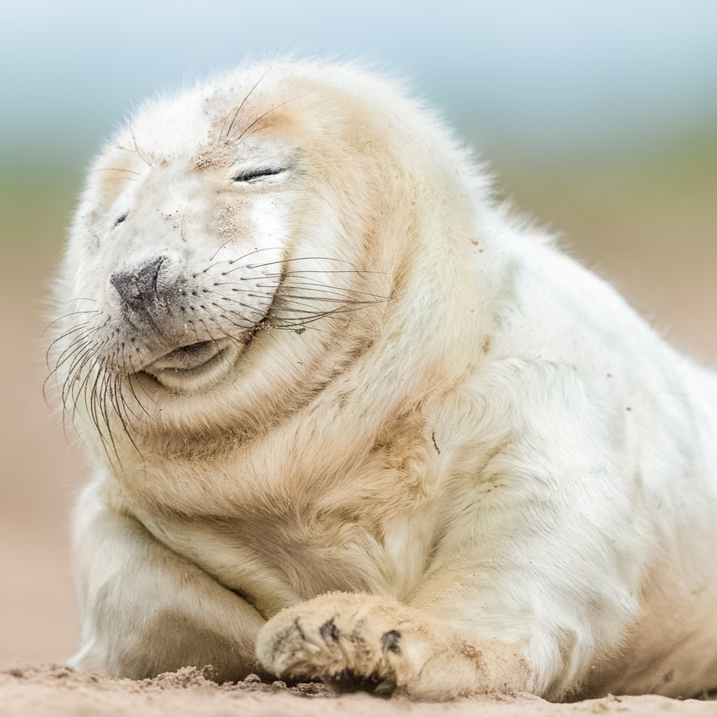 A Happy Smiling Seal 😊
