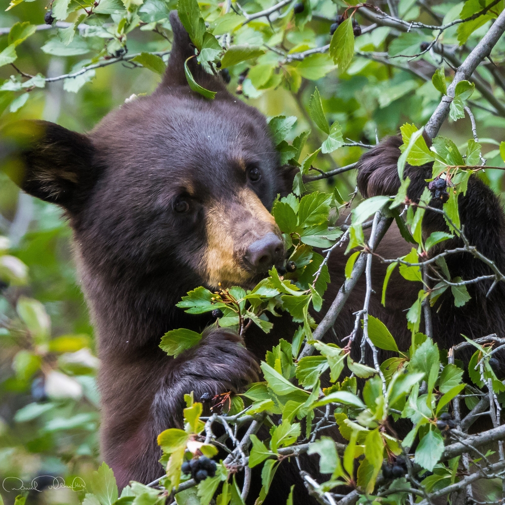 Download Baby Animal Bear Animal PFP