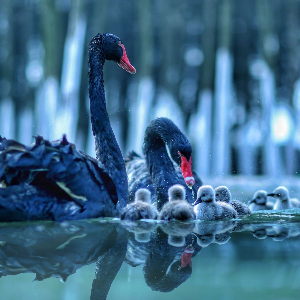 Black Swan Pfp