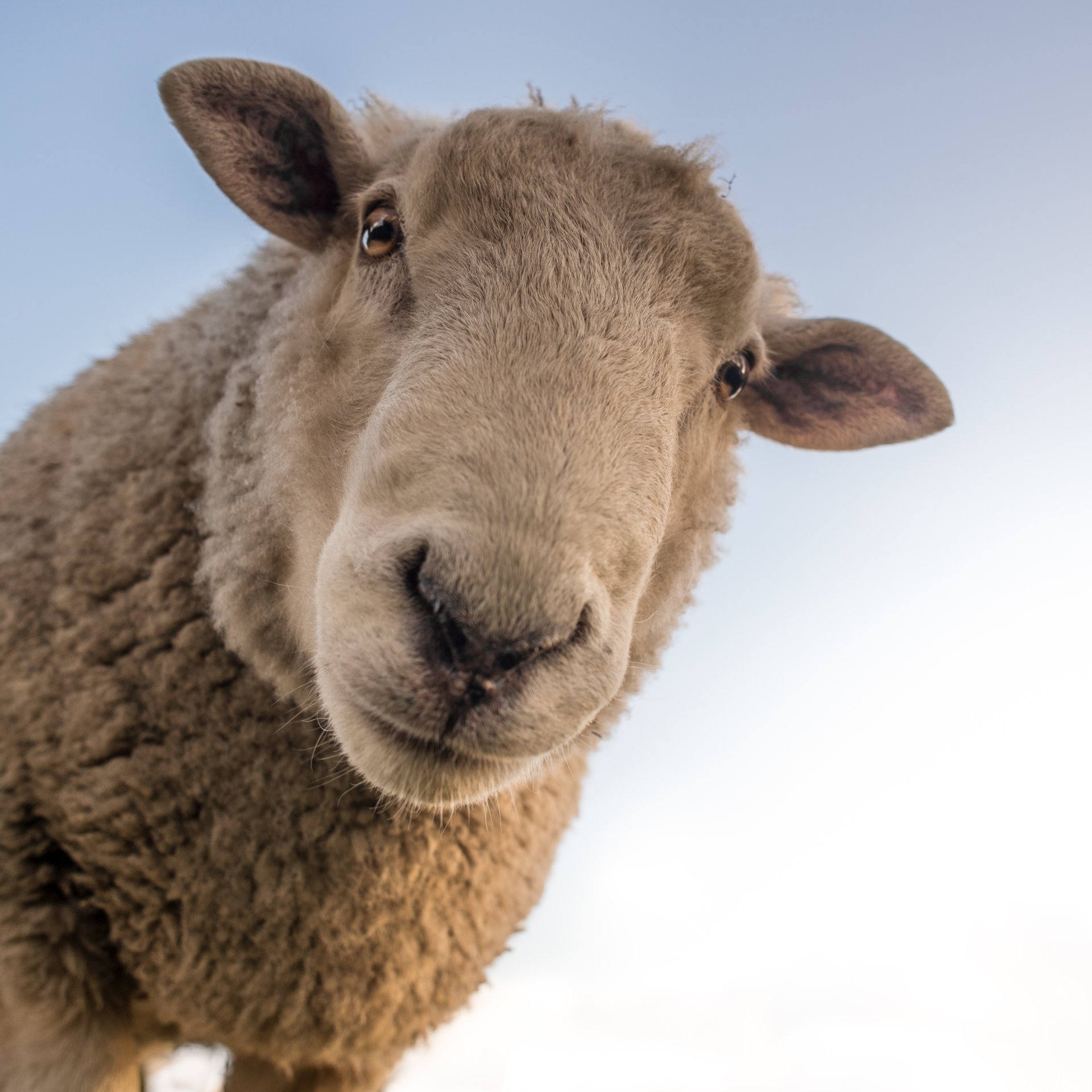 Download Close-up Sheep Animal  PFP