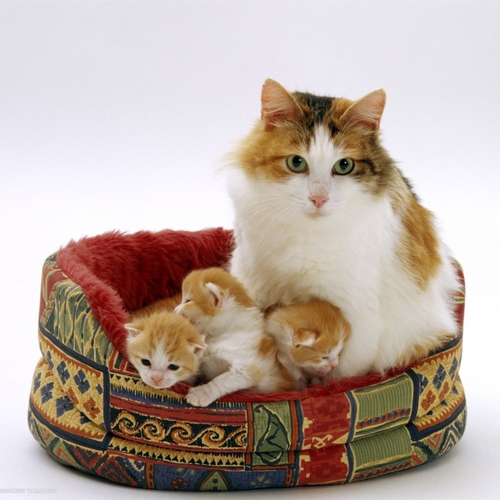 Download Cat Kitten Animal  PFP