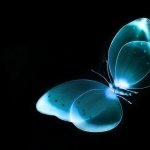 Download Animal Butterfly PFP