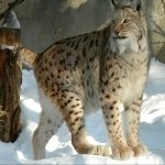 Download Animal Lynx PFP