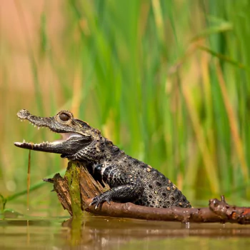 reptile crocodile Animal PFP