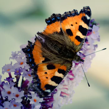  Beautiful butterfly