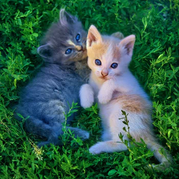 baby animal kitten cat grass Animal PFP