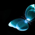 Animal butterfly PFP