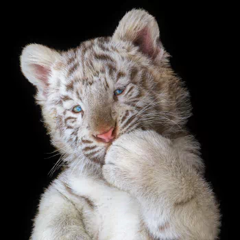 White Tiger Cub
