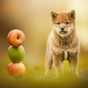 baby animal shiba inu puppy dog apple Animal PFP
