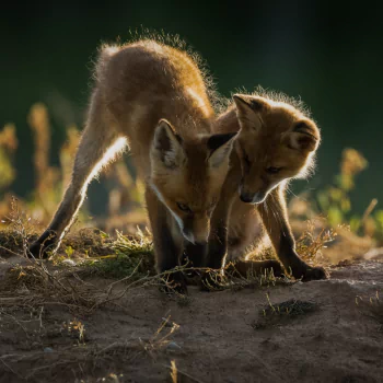 baby animal fox cub Animal PFP