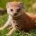 Mongoose