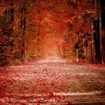 Download Nature Fall PFP