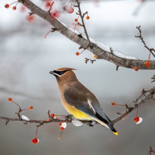 Waxwing PFP