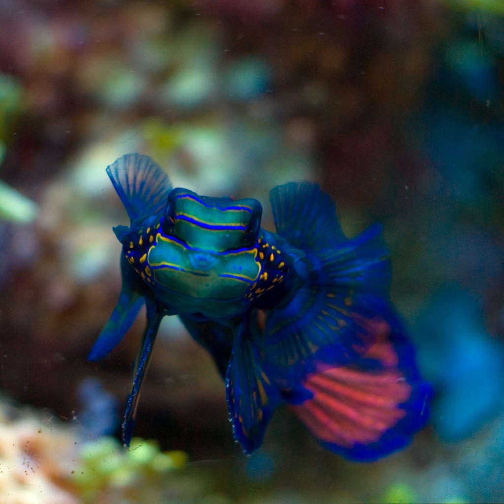 Mandarinfish Pfp