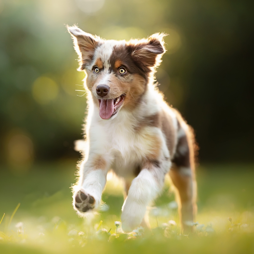 Australian Shepherd Pfp