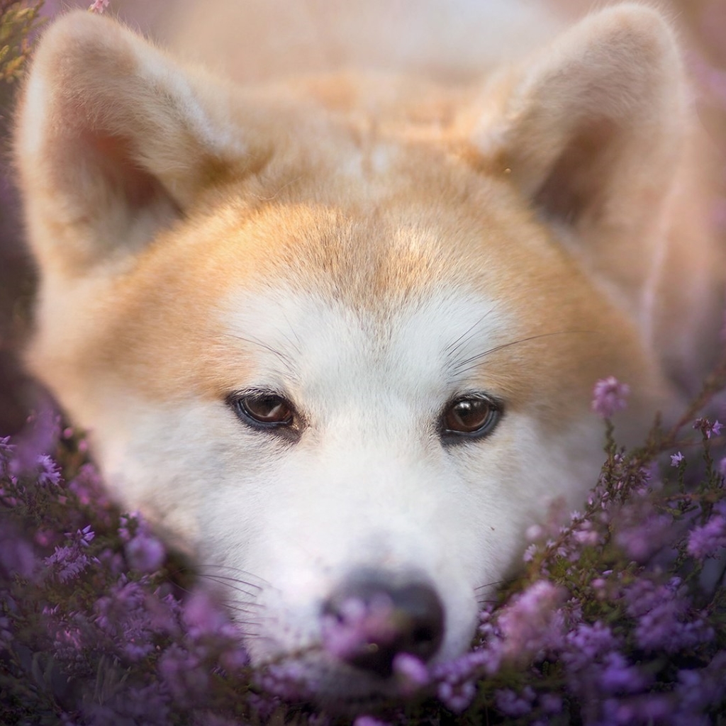 Download Purple Flower Cute Flower Puppy Akita Animal PFP