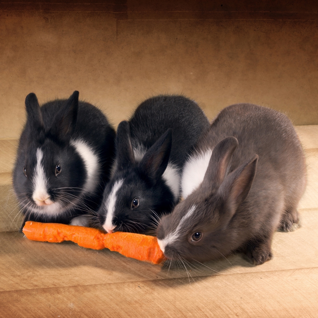 Three cute rabbits eating a carrot