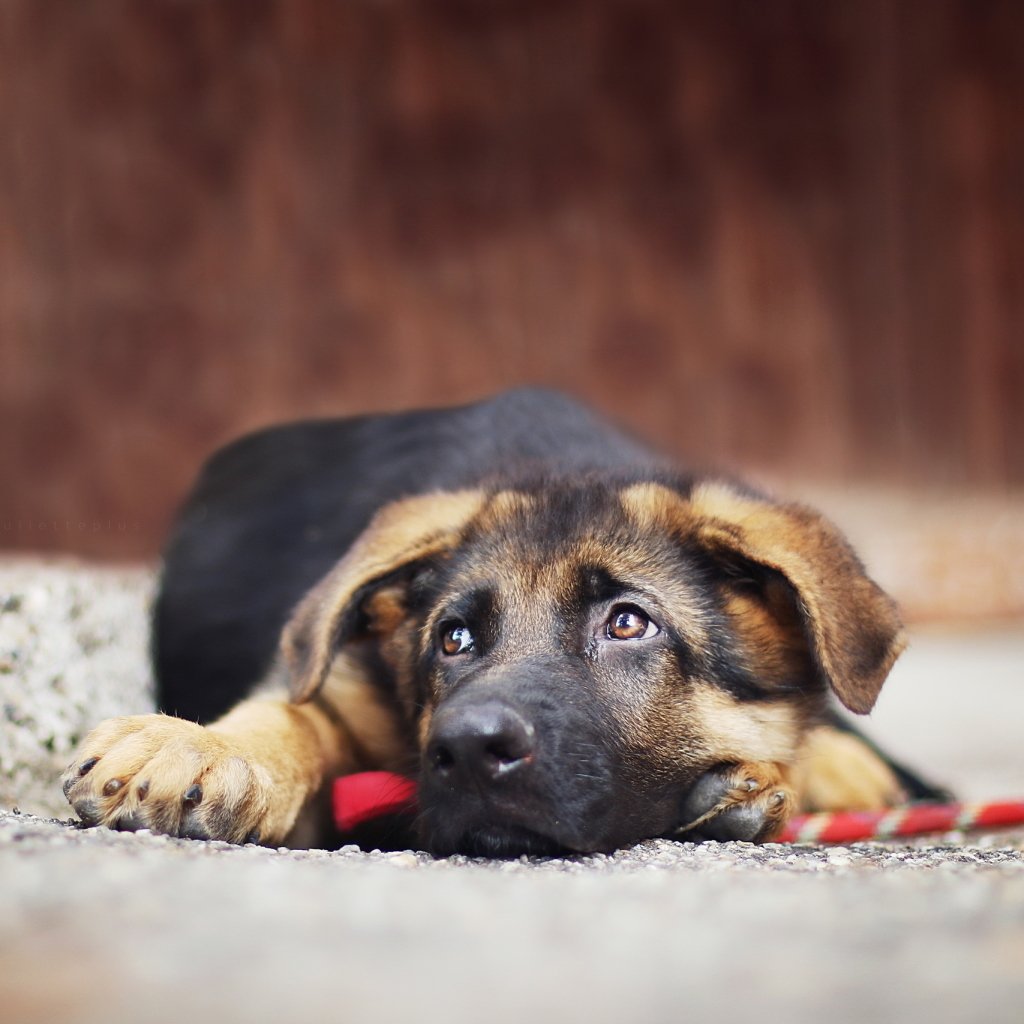 Download Puppy Lying Down Muzzle Dog German Shepherd Animal  PFP by Juliette Plus