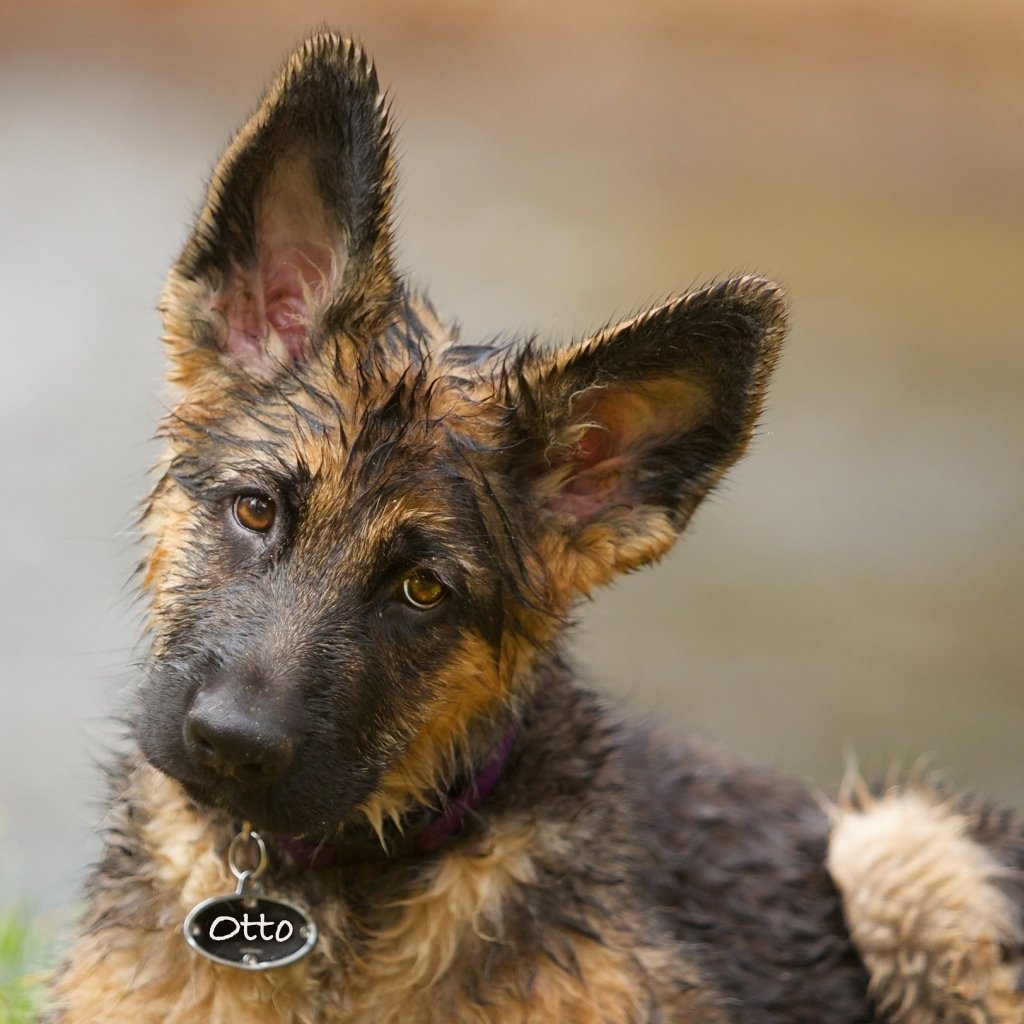 Download Baby Animal German Shepherd Puppy Dog Animal PFP