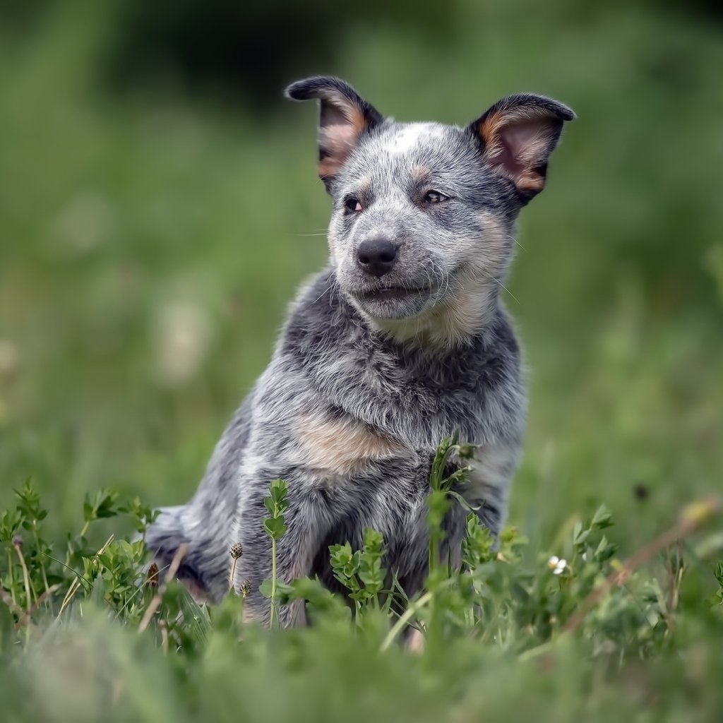 Australian Cattle Dog PFP