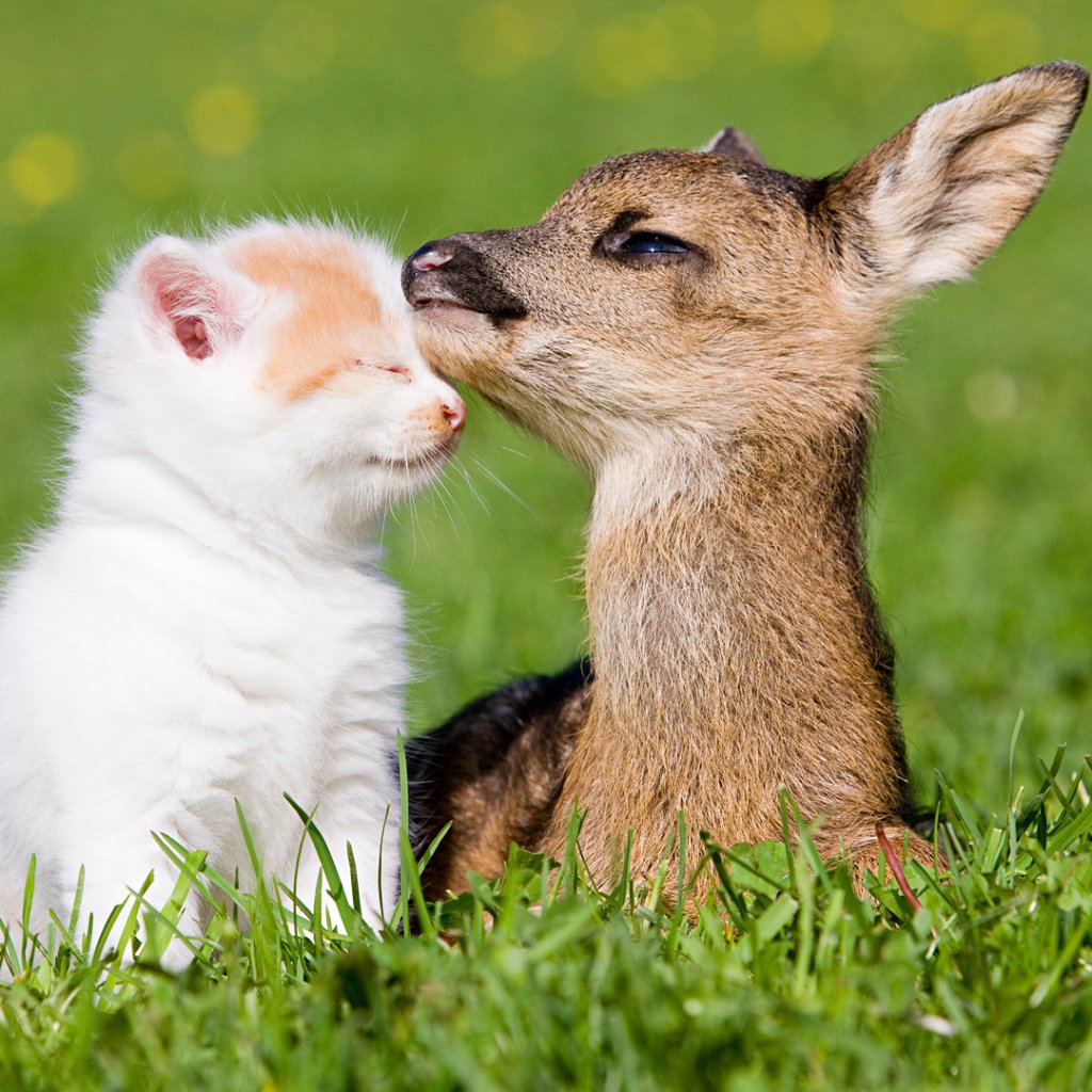 Cute animal forum avatar/profile photo: a white kitten and a fawn nuzzle each other while resting on green grass.