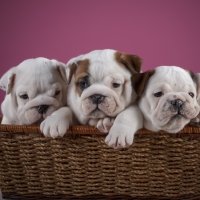 6 English Bulldog Forum Avatars | Profile Photos - Avatar Abyss