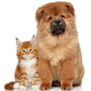 dog chow chow cat Animal Cat & Dog PFP