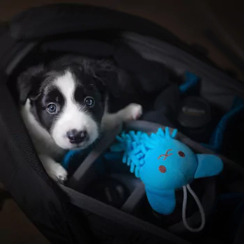 cute baby animal puppy dog border collie Animal PFP
