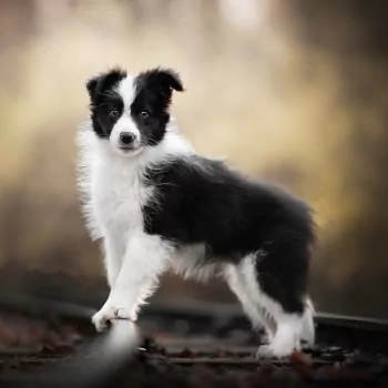 puppy baby animal dog border collie Animal PFP
