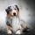 australian shepherd