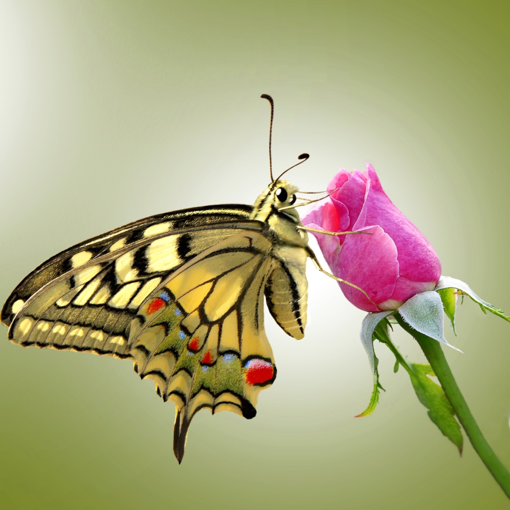 Butterfly on a Pink Flower by Ignazio Corda