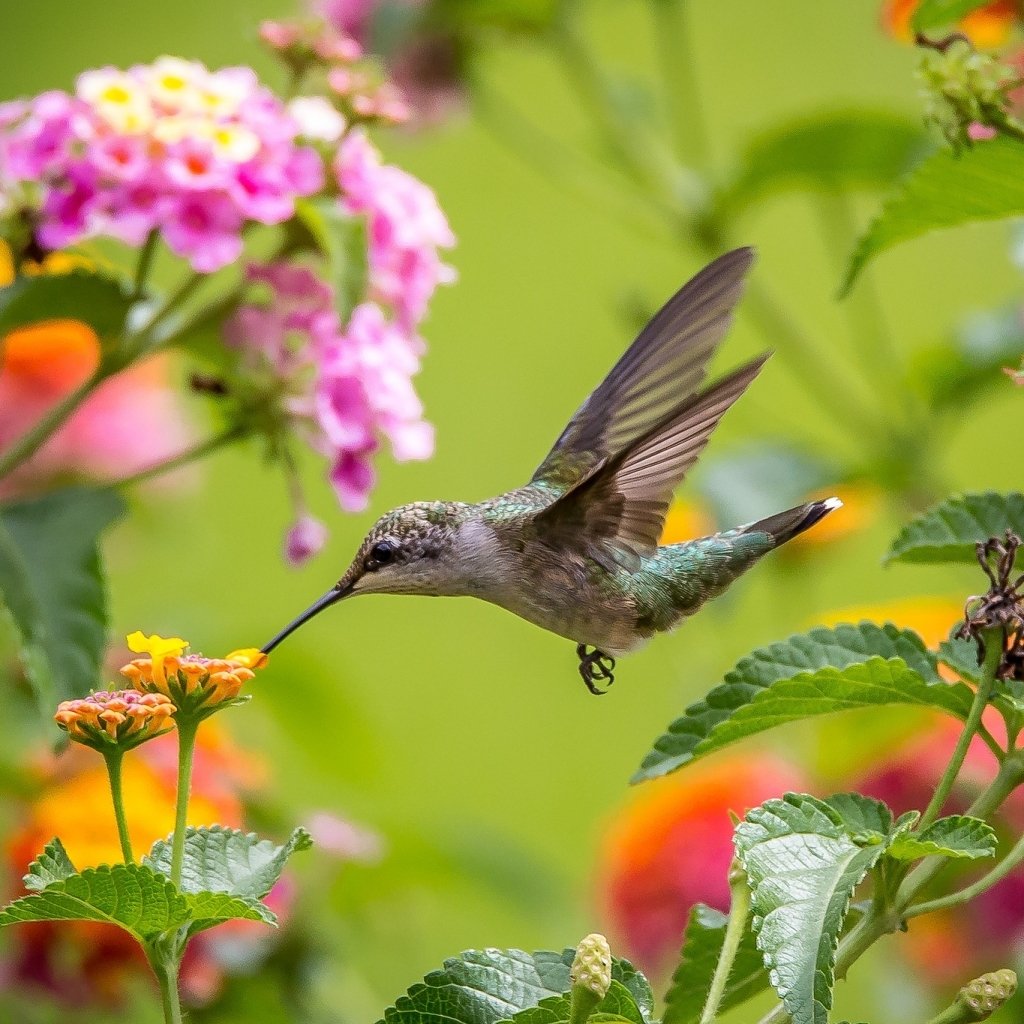 Download Flower Close-up Bird Hummingbird Animal PFP