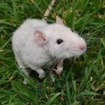 Download Animal Mouse PFP
