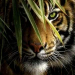 Close-up of a tiger’s face partially hidden behind tall grass, used as a striking animal-themed forum avatar.