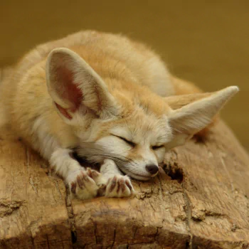  Little Fennec Fox sleeping on a log