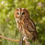 Animal owl PFP
