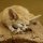 fennec fox