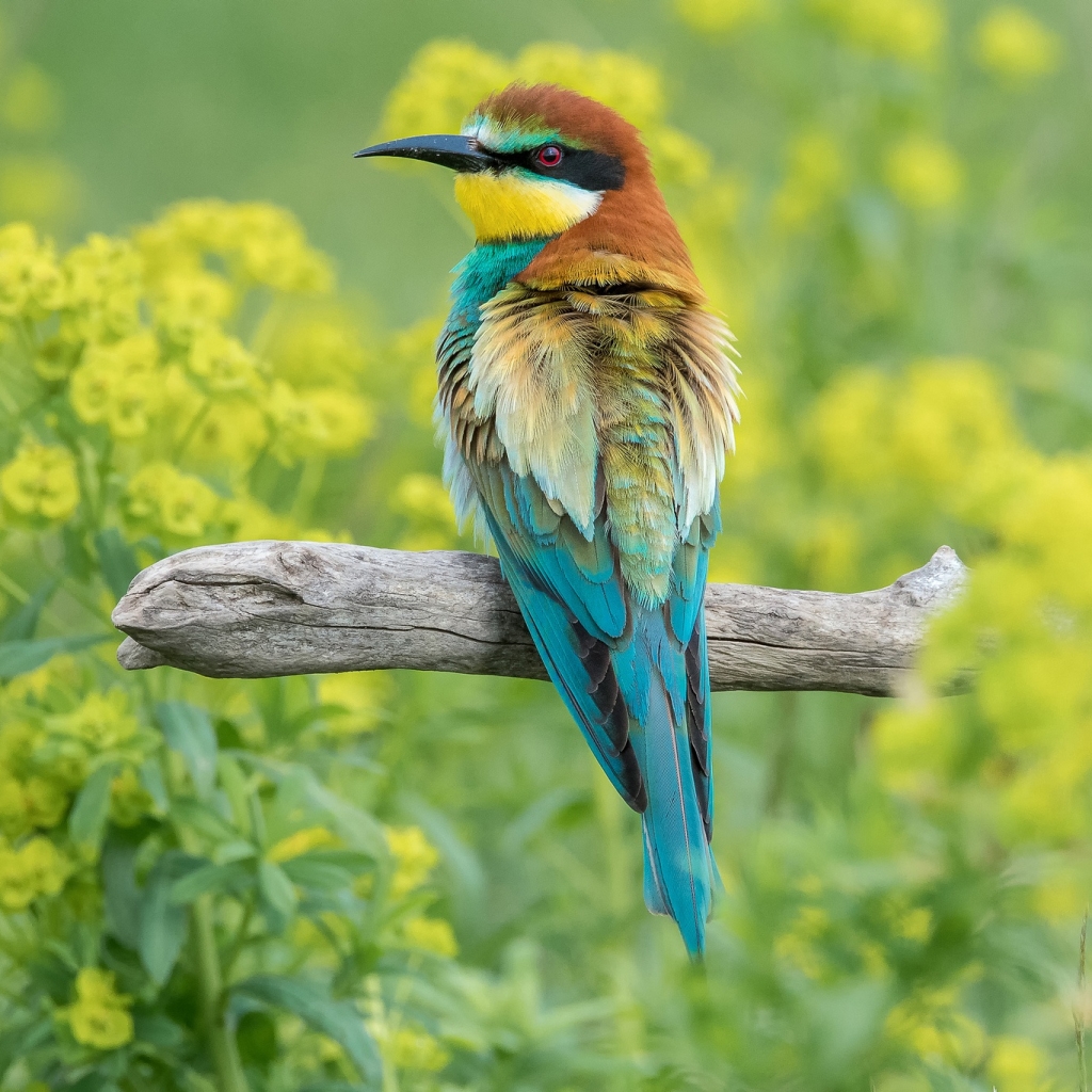 Bee-eater Pfp