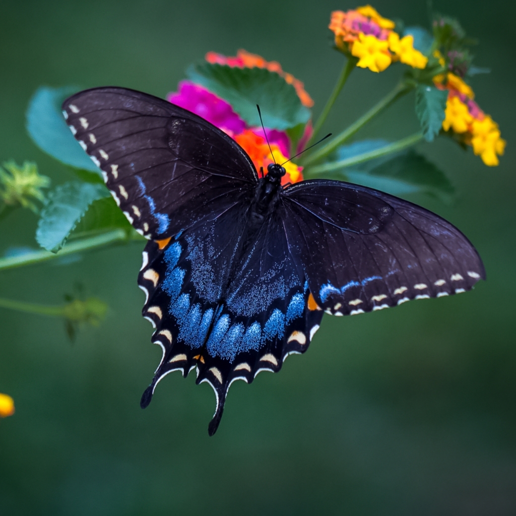 Download Flower Macro Insect Butterfly Animal PFP