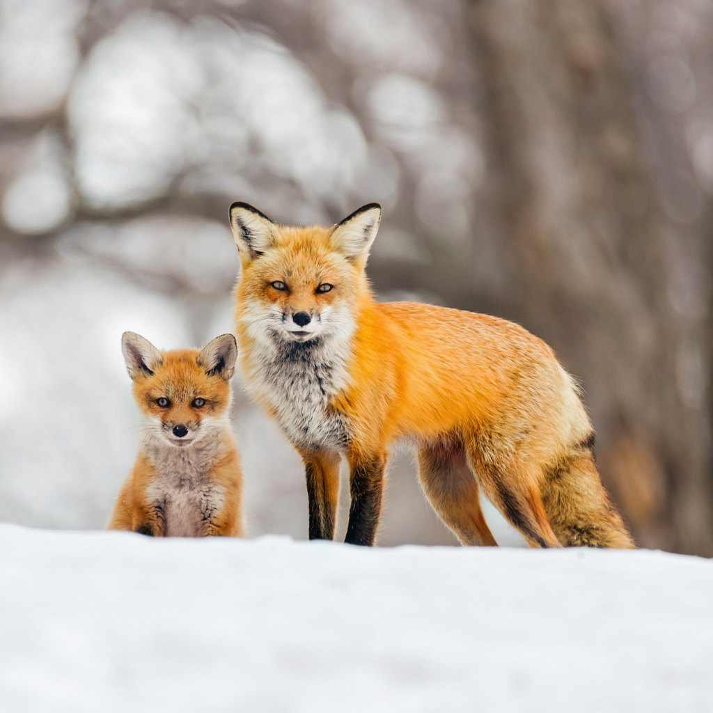 Red Fox and her Cub in Winter