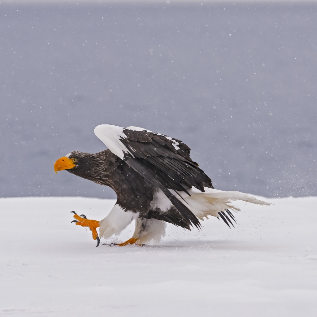 Eagle Landing in the Snow