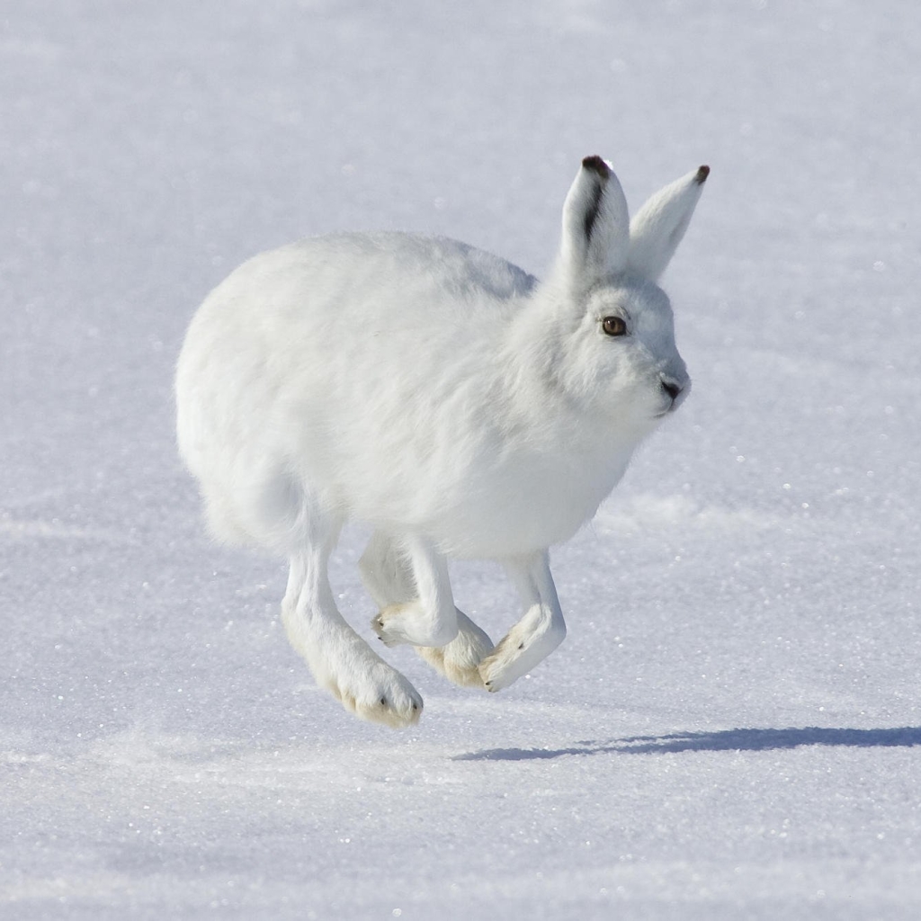 The Arctic hare, also known as Polar Rabbit