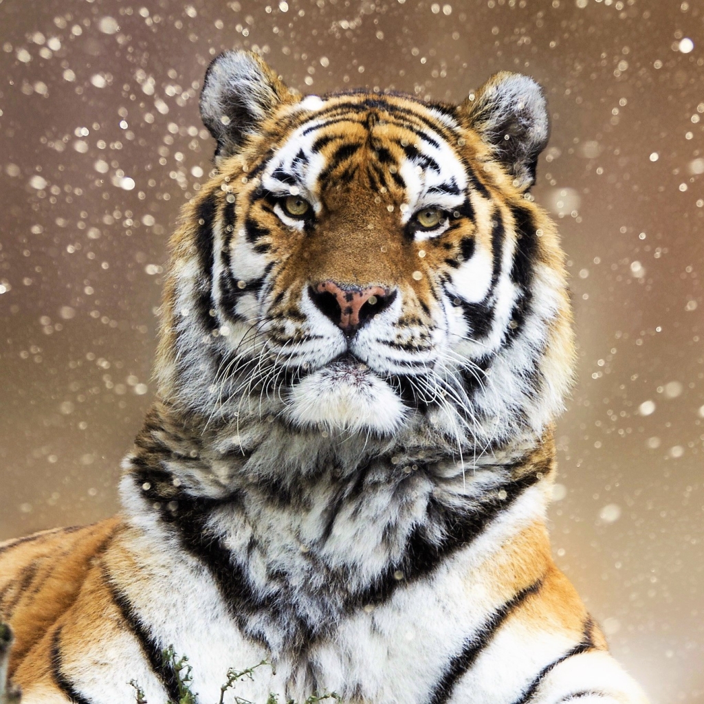 Tiger On A Snowy Day