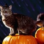Download Holiday Halloween PFP