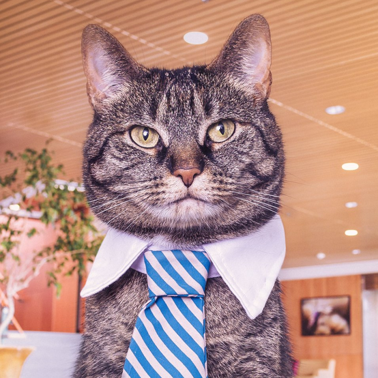 Download Tie Cat Humor Animal  PFP