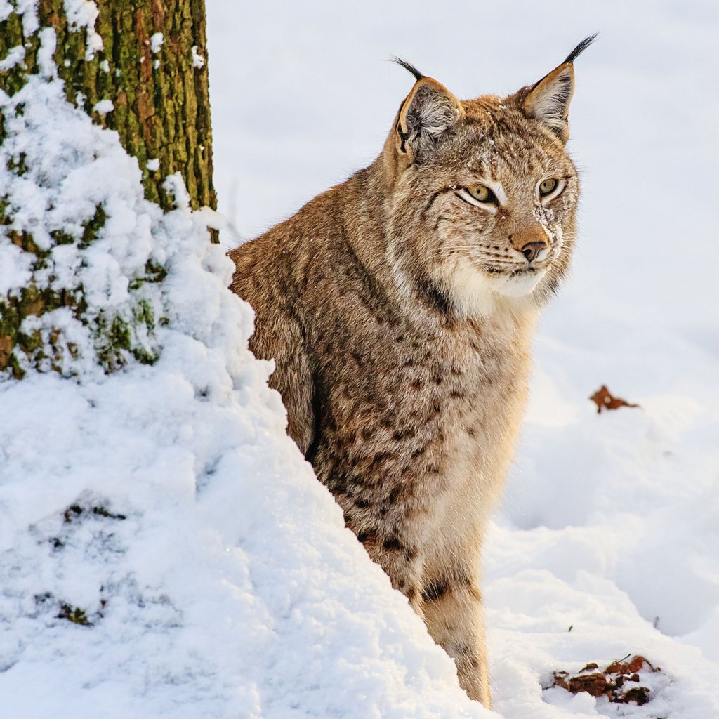 Download Snow Winter Lynx Animal Pfp