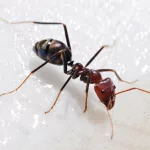 Animal ant PFP