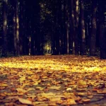nature fall PFP