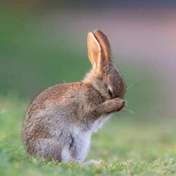  Cute Bunny